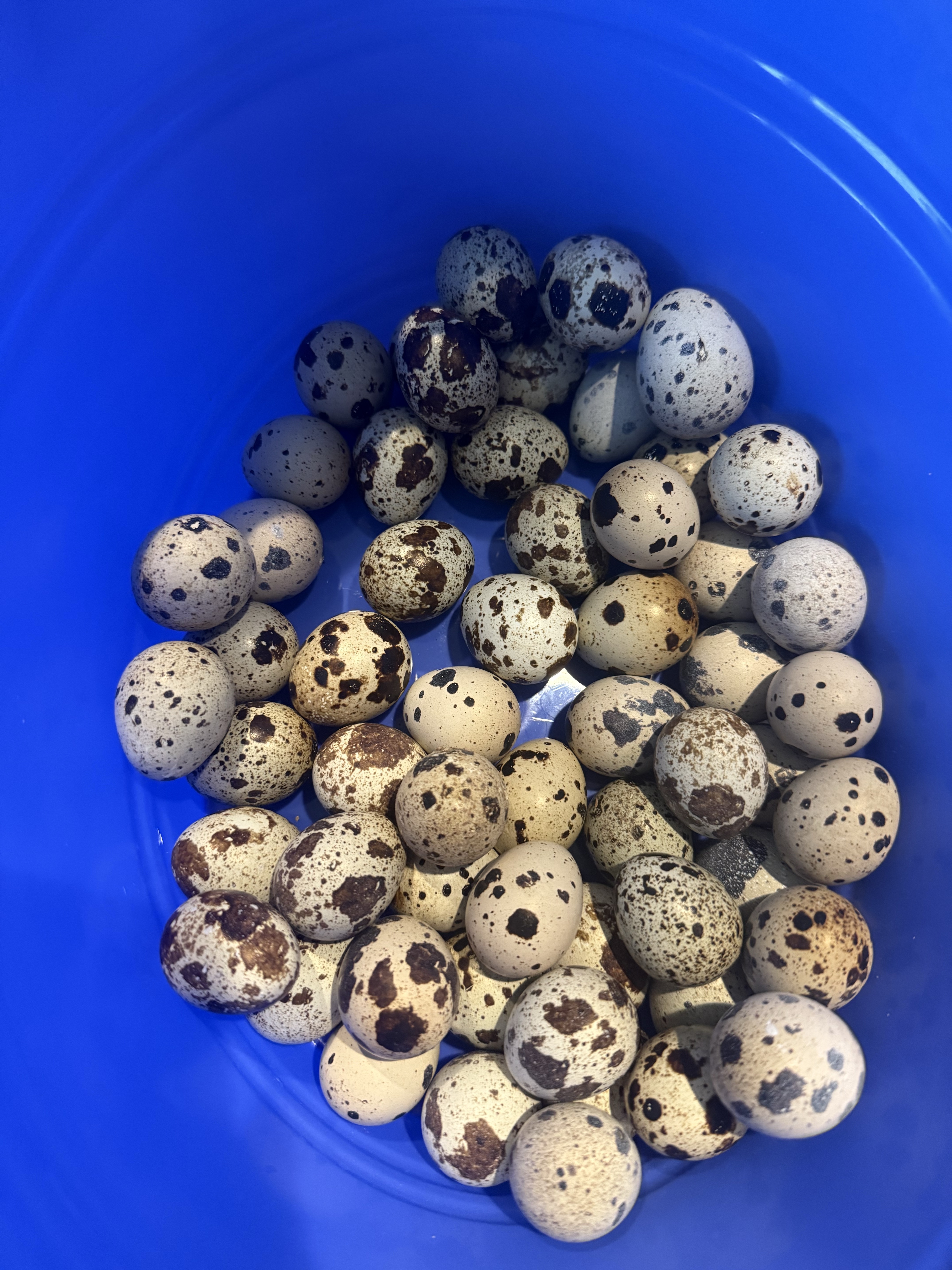 Quail Eggs