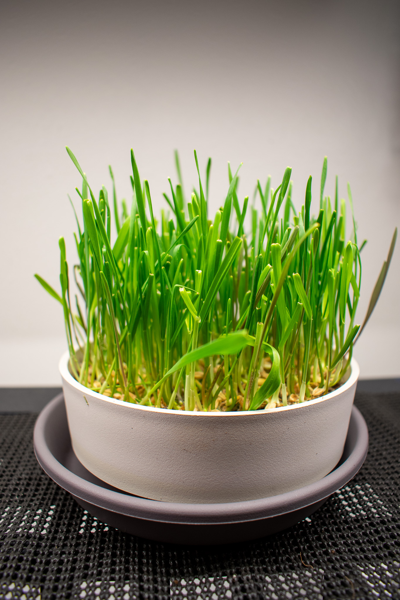 Pet Grass