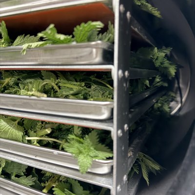Freeze Dried Nettle