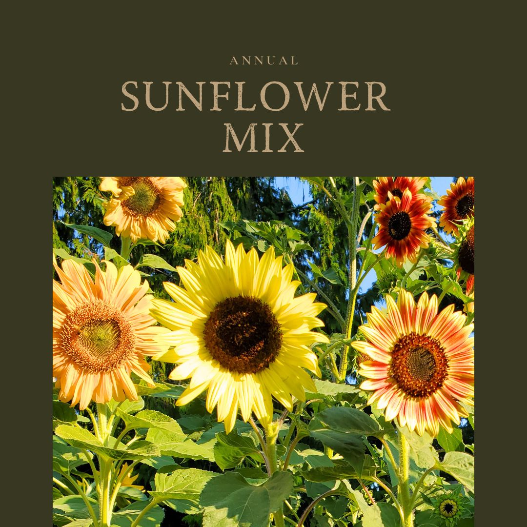 Sunflower Mix