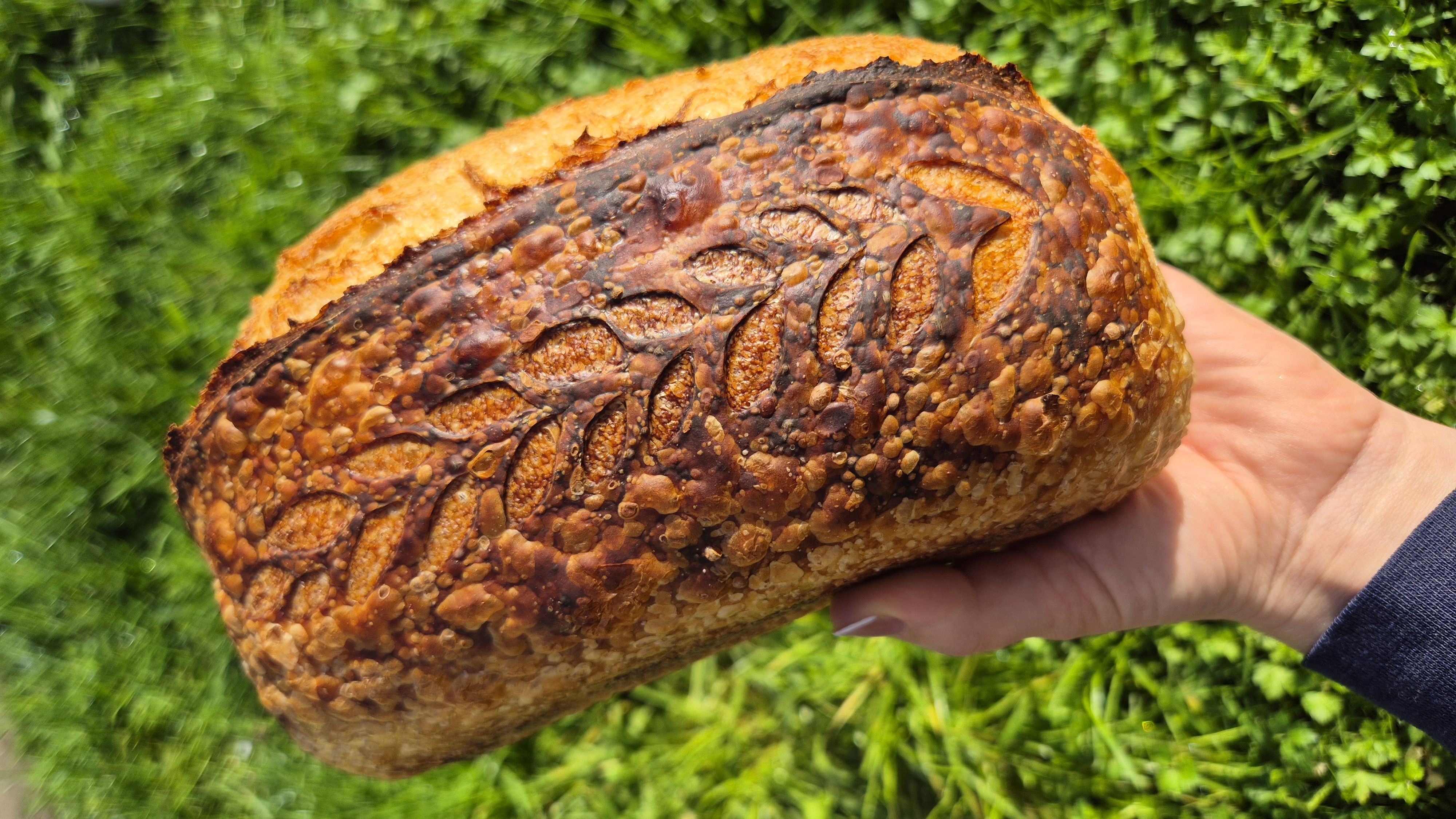 Beginner’s Sourdough Workshop - October, TAMAHERE