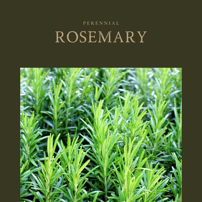 Rosemary