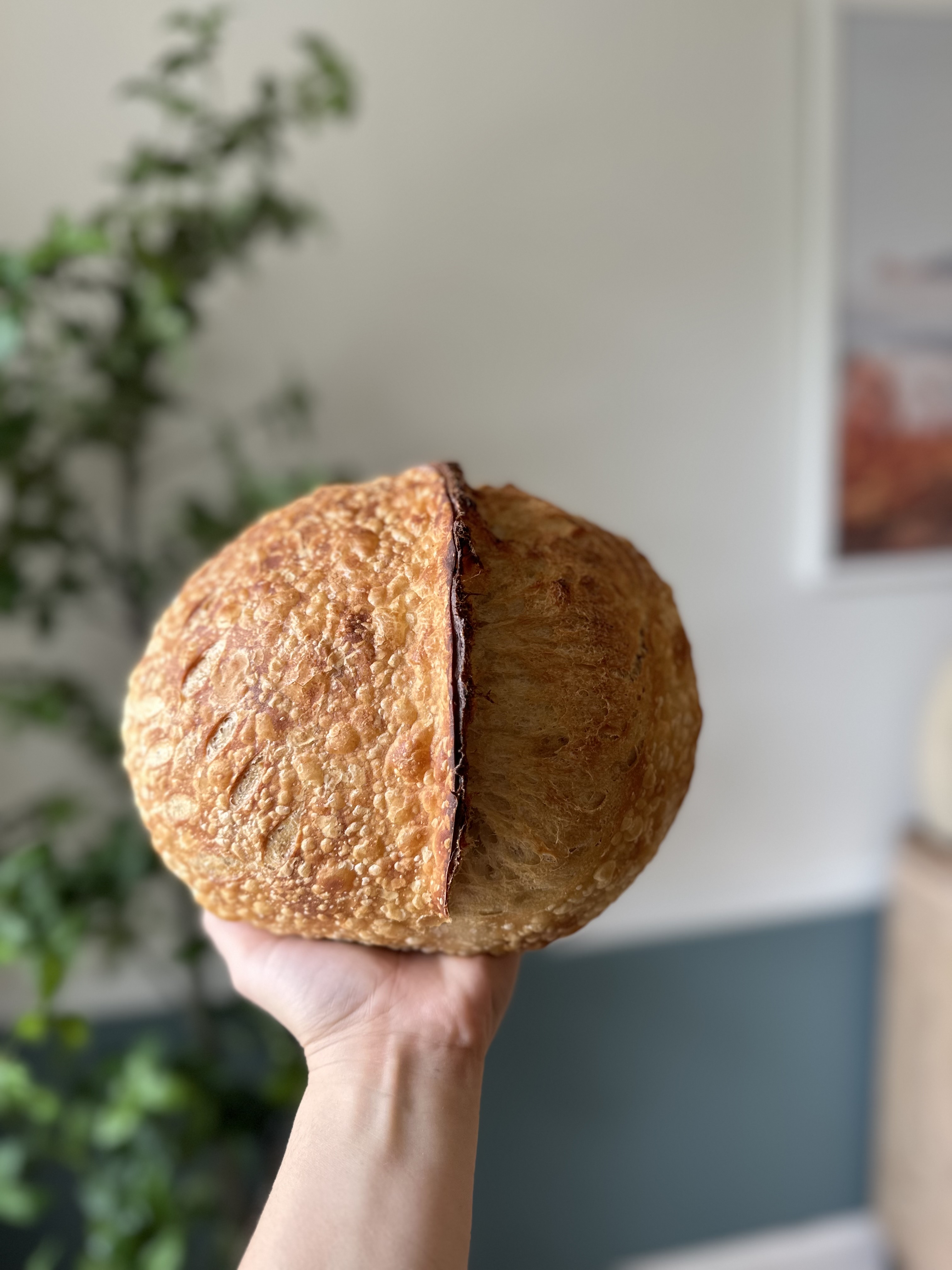 Sourdough Boule