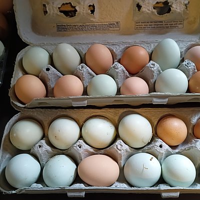 Fresh Eggs Unwashed