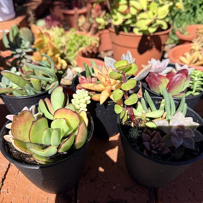 mini succulent mix