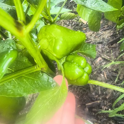 Bell Peppers