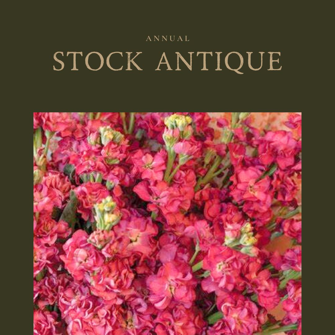 Stock Antique