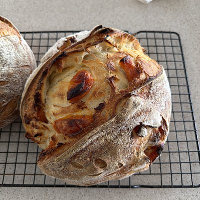 Dried Apricot Sourdough