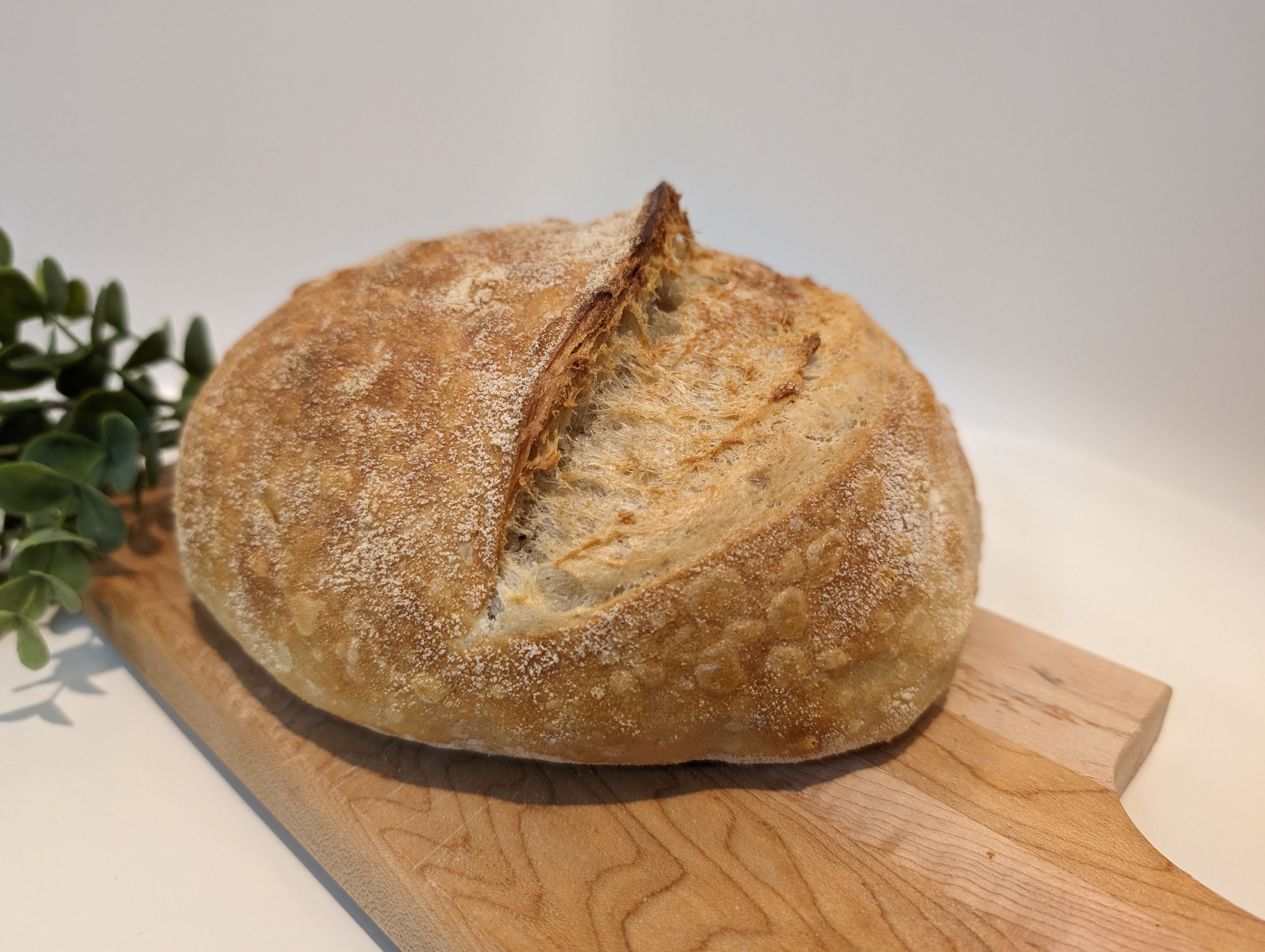 Medium Loaf: Plain Jane Sourdough 