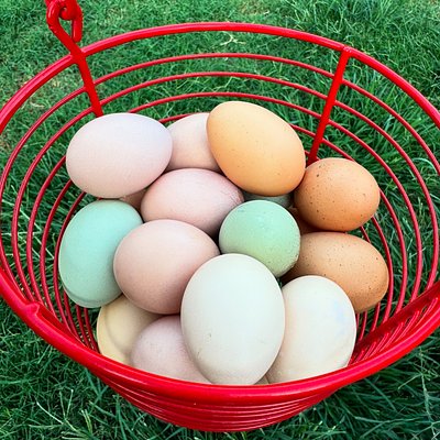 1 Dozen Eggs - Countertop Eggs