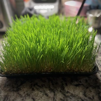 Microgreens