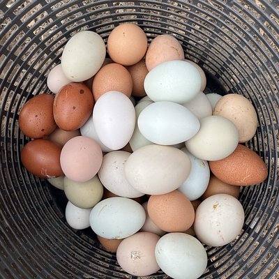 Farm fresh chicken eggs
