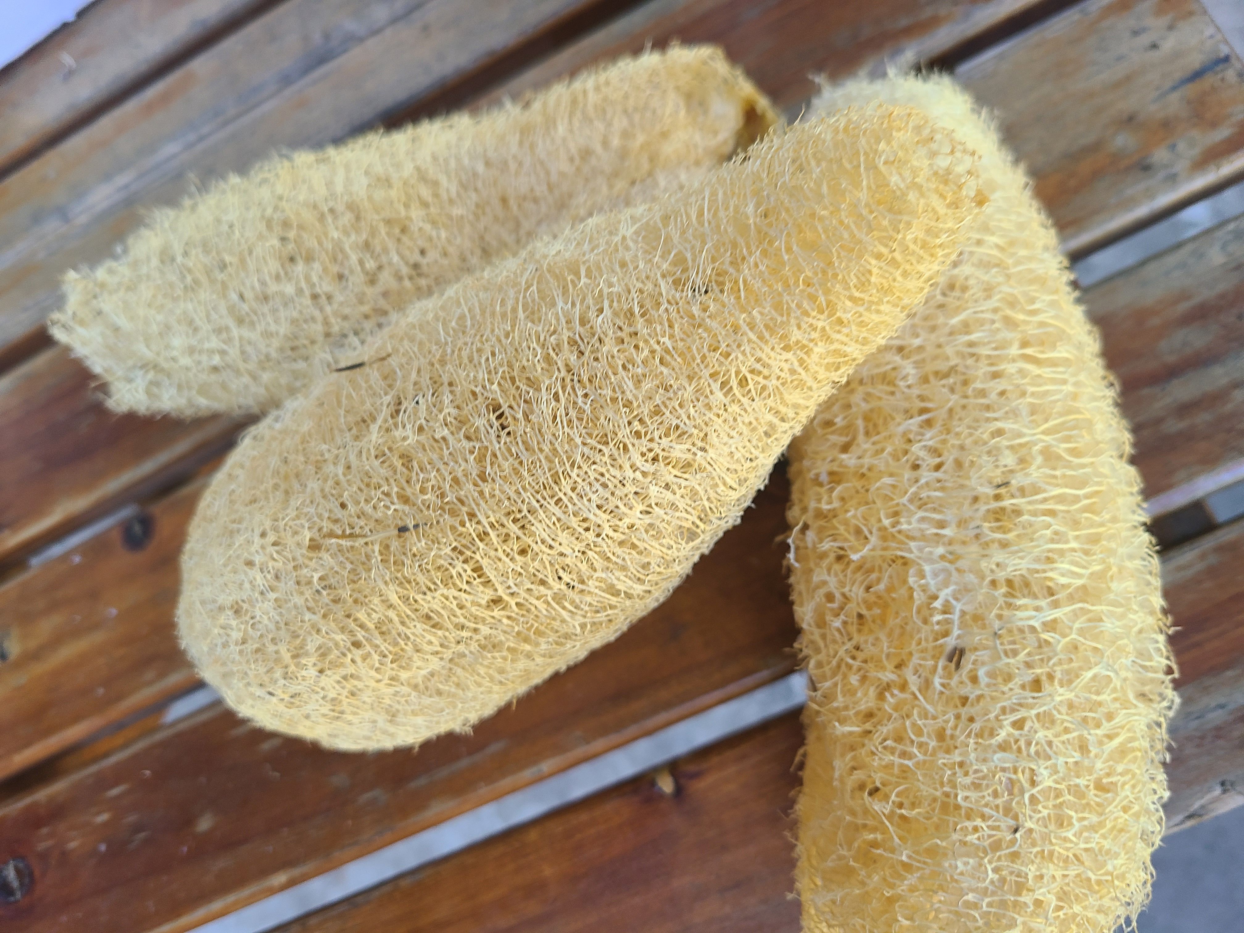 Home Grown Organic Loofah