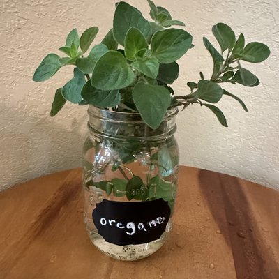 🌱Oregano-Fresh Herbs 