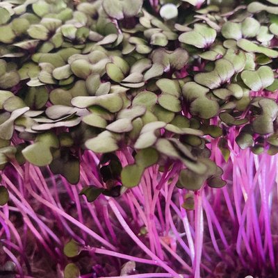 Red Cabbage Microgreens 8 oz