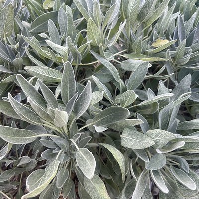 Sage 10g