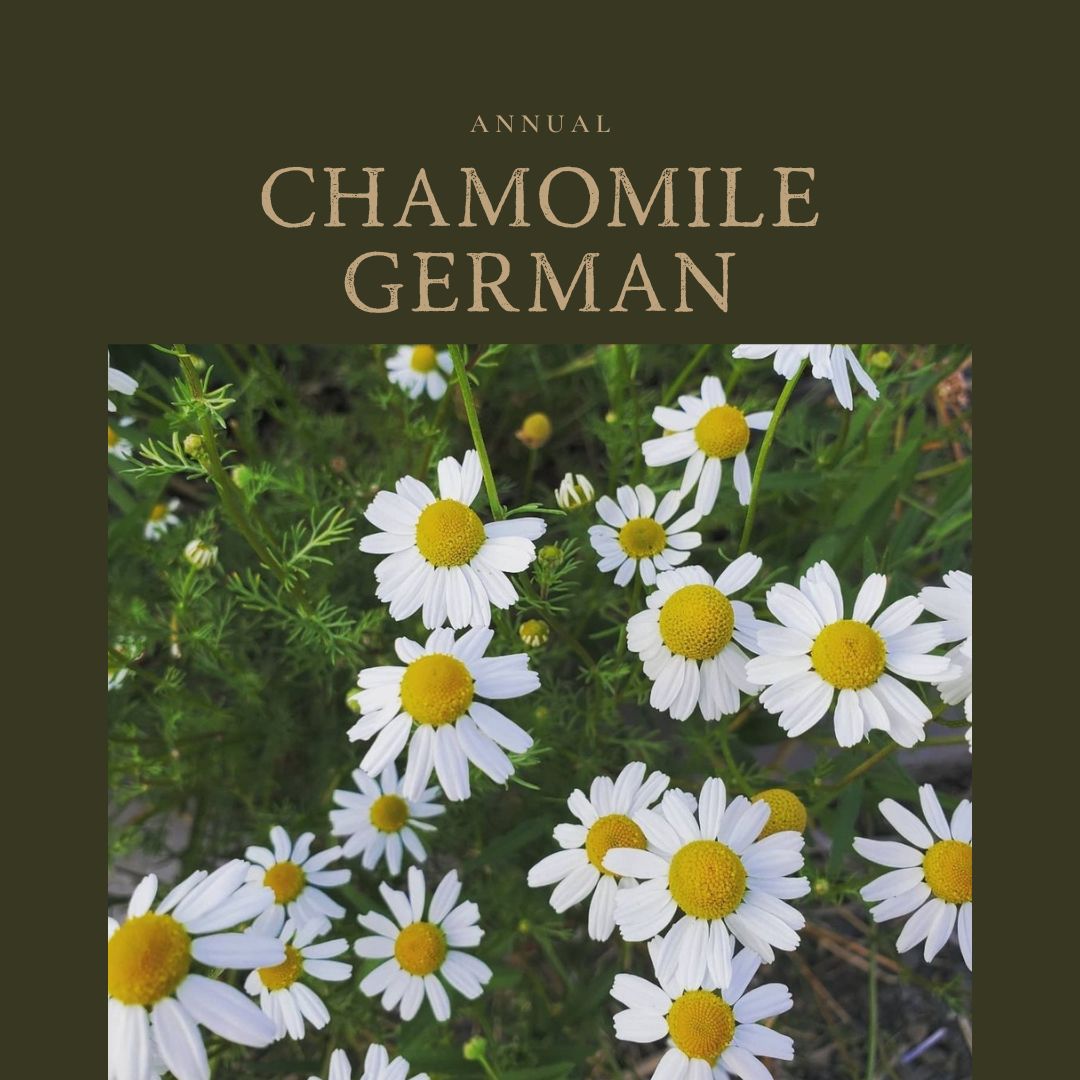 Chamomile German