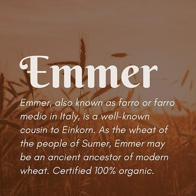 Organic Emmer Berries (50 lb) - LOW STOCK