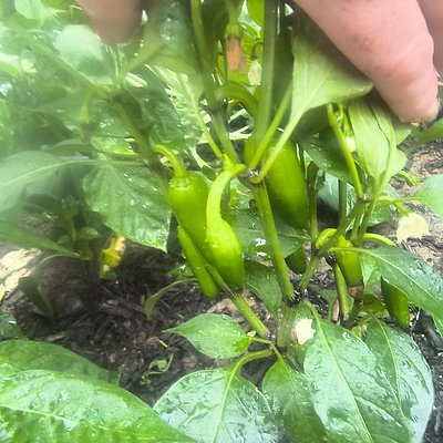 Jalapenos 