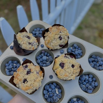 6 count Blueberry Crumble Sourdough Muffins