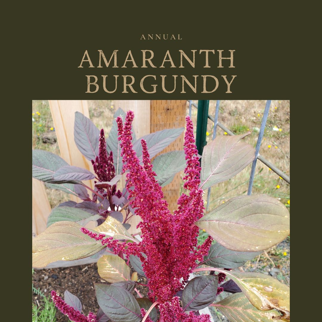 Amaranth Burgundy 