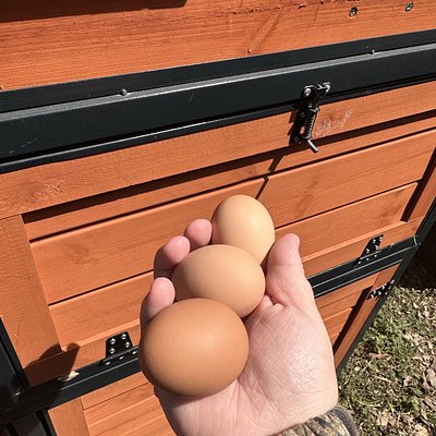 Dozen Eggs