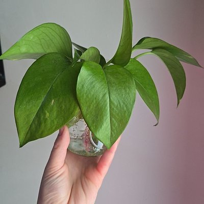 Golden Pothos Starter