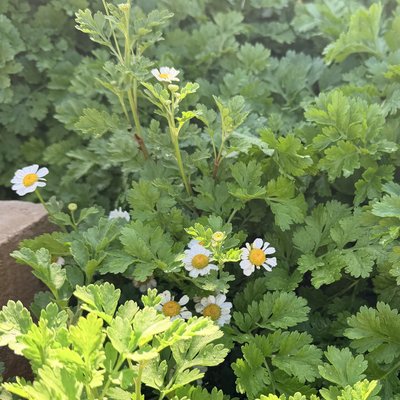 Freeze Dried Feverfew