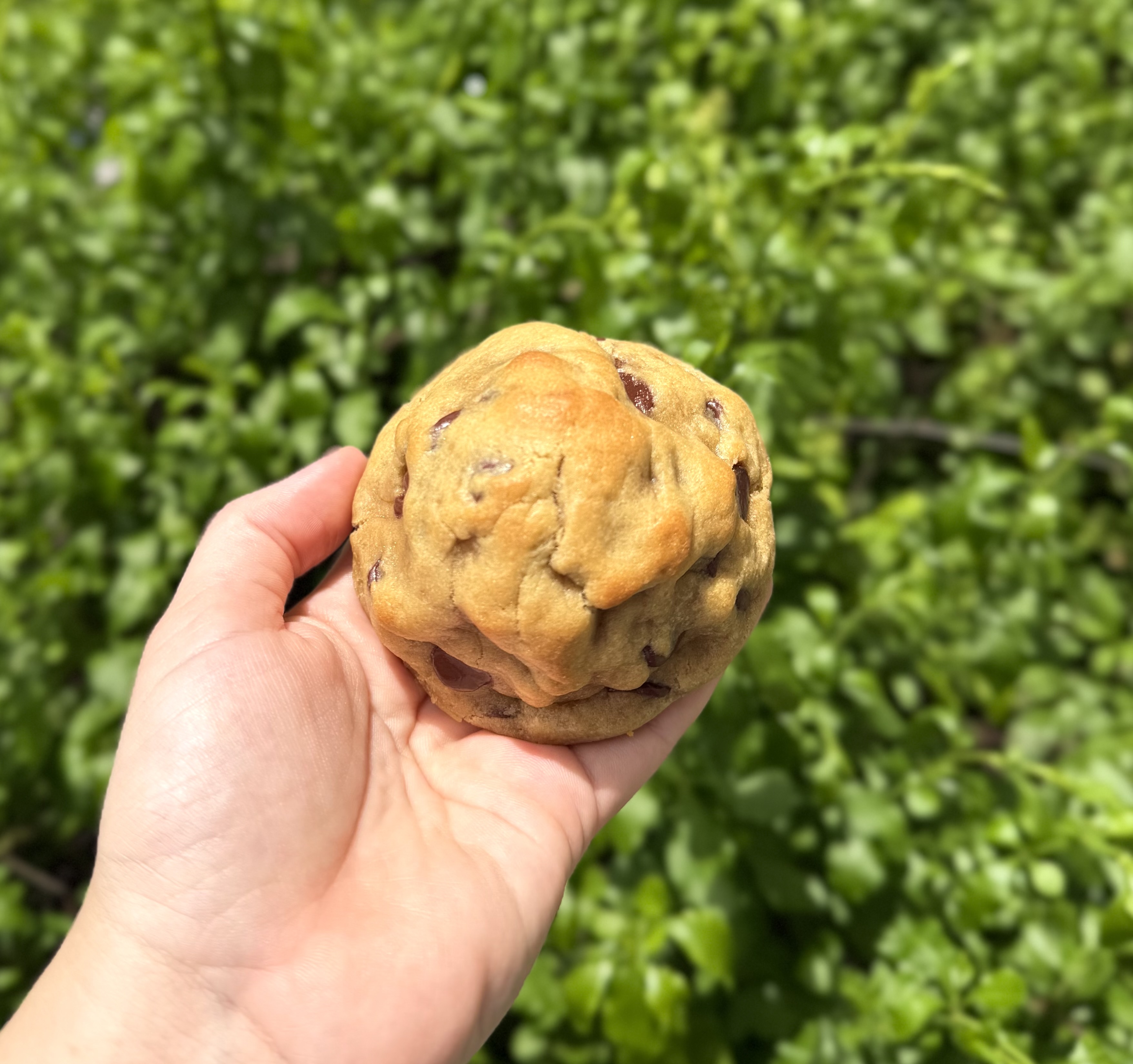  Chocolate Chip 