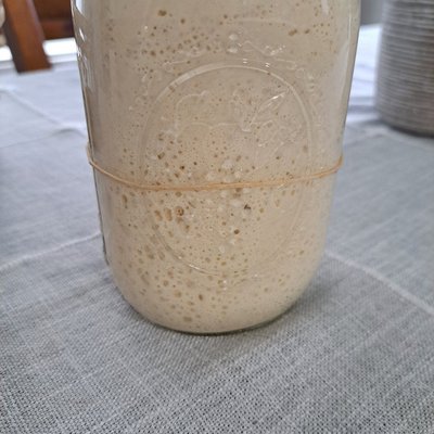 Sourdough Starter 