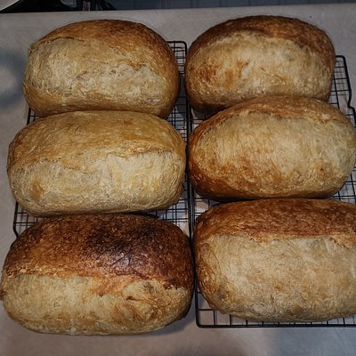 Plain Sourdough Loaf