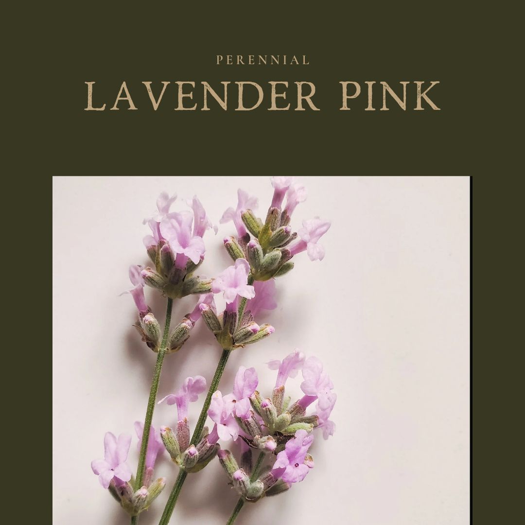 Lavender Pink