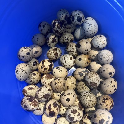 Quail Eggs