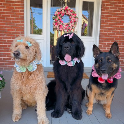 Flower Crowns