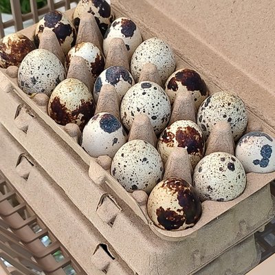 Quail Eggs (18)