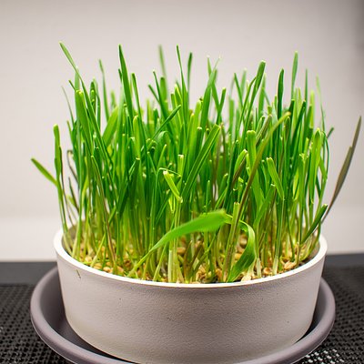 Pet Grass