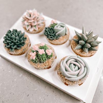 Succulents - Box Of 6