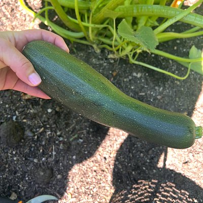 Zucchini 