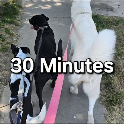 Paw Walking! 30min. (Energy Reducing Walks For Your Fur Baby) 
