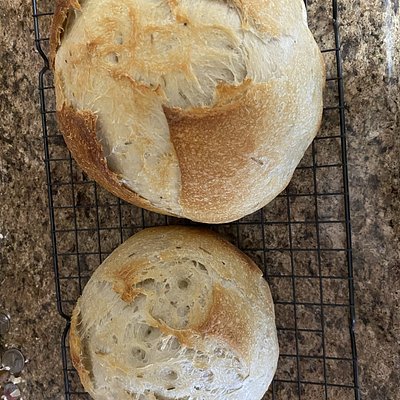 Rosemary - Sourdough Baby 