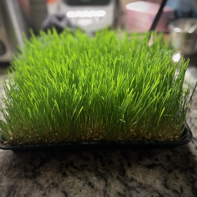 Microgreens