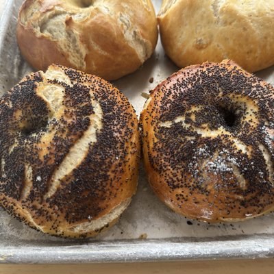 Sourdough Poppy Seed Bagels 