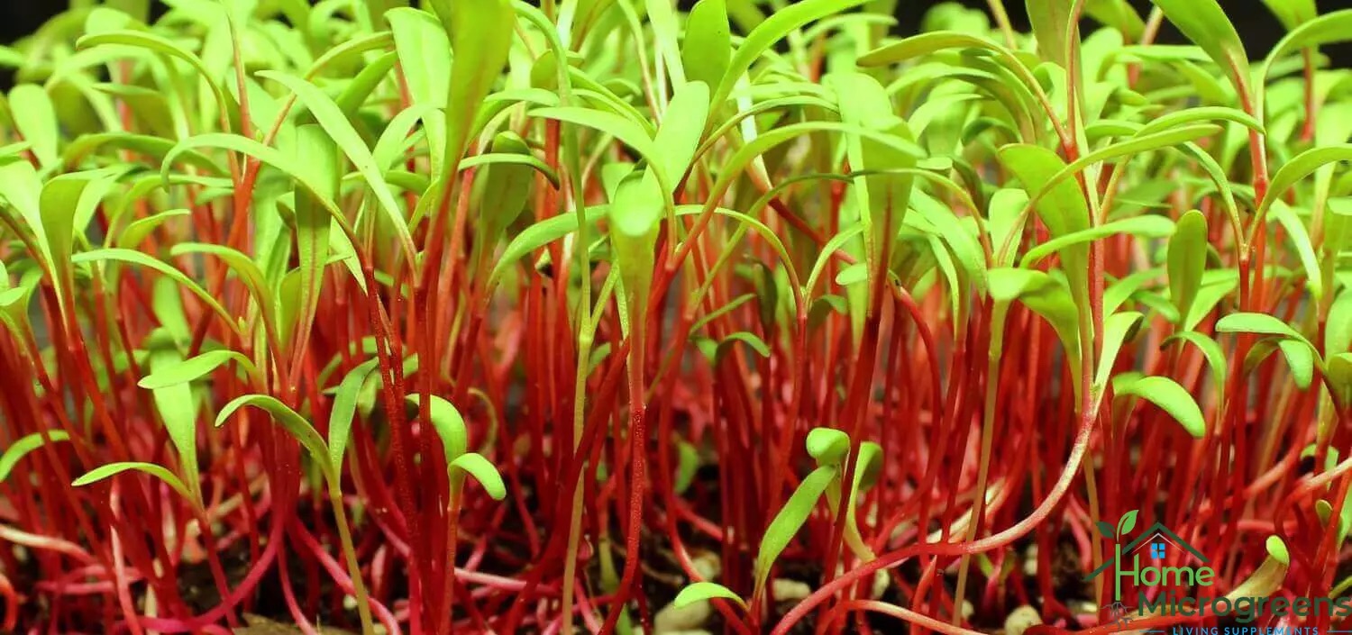 Beets