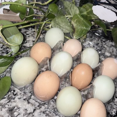 Chicken Eggs ⚠️SOLD OUT⚠️