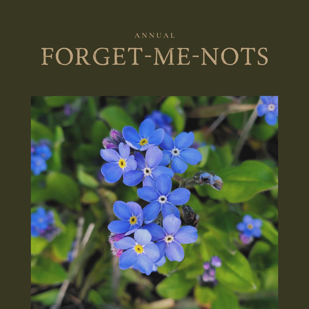 Forget-Me-Not 