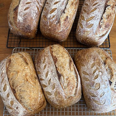 Whole Wheat Blend Sourdough Loaf