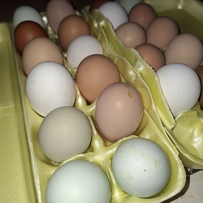 1 Dozen Free-Range Farm Eggs