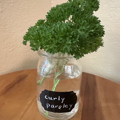 🌱Curly Parsley- Fresh Herbs 