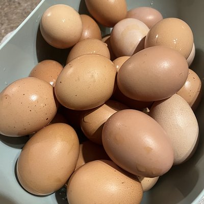 Hand Gathered Eggs 