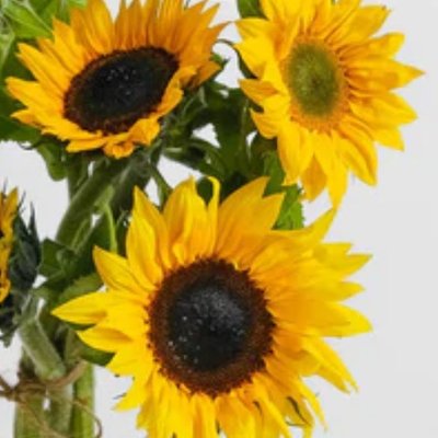 Floral - Fresh Flowers